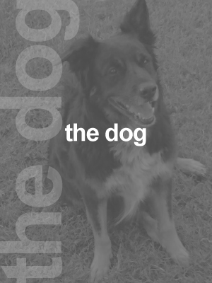 the_dog
